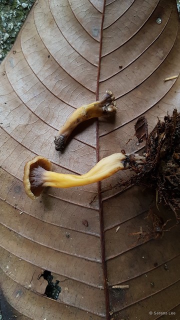 Cantharellus sp. "cf. ianthinoxanthus"•&copy; Serena Lee•All Rights Reserved