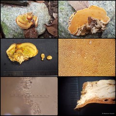 Rigidoporus microporus•&copy; Maimon Hussin•All Rights Reserved