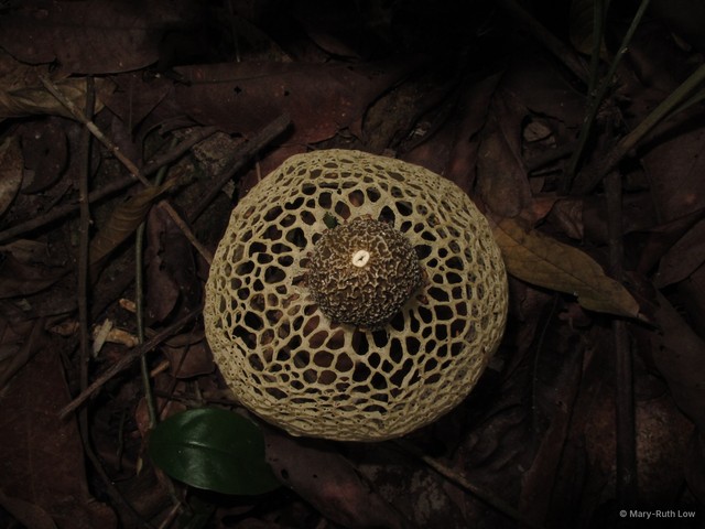 Phallus indusiatus•&copy; Mary-Ruth Low•All Rights Reserved