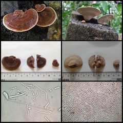 Fomitopsis feei•&copy; Maimon Hussin•All Rights Reserved