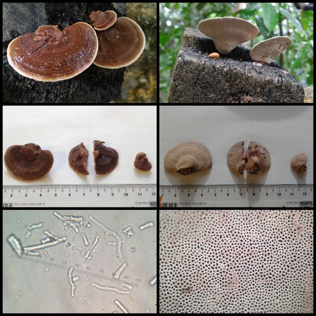 Fomitopsis feei•&copy; Maimon Hussin•All Rights Reserved
