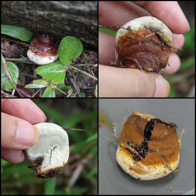 Ganoderma sp. "1"•&copy; Maimon Hussin•All Rights Reserved