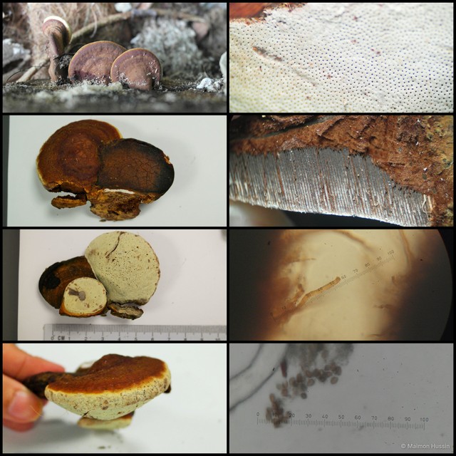 Ganoderma sp. "2"•&copy; Maimon Hussin•All Rights Reserved