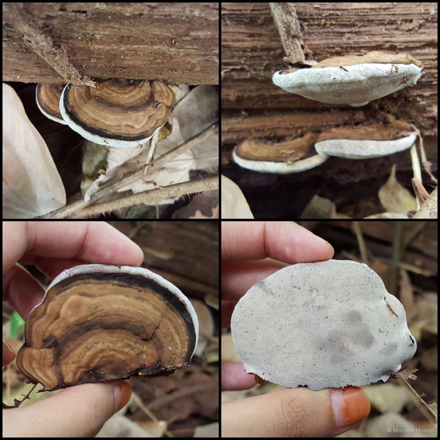 Ganoderma sp. "3"•&copy; Maimon Hussin•All Rights Reserved
