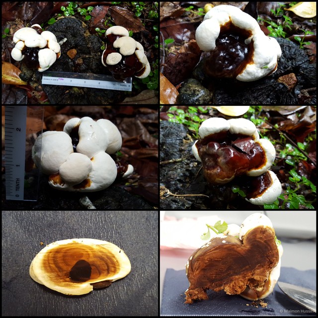 Ganoderma sp. "5"•&copy; Maimon Hussin•All Rights Reserved