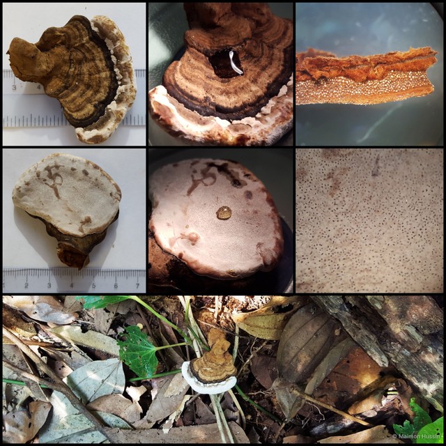 Ganoderma sp. "6"•&copy; Maimon Hussin•All Rights Reserved