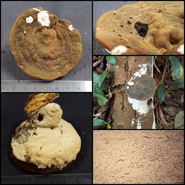 Ganoderma sp. "7"•&copy; Maimon Hussin•All Rights Reserved
