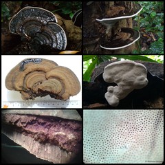 Ganoderma sp. "prop. applanatum/australe"•&copy; Maimon Hussin•All Rights Reserved