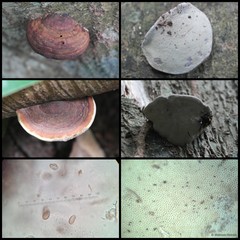 Ganoderma sp. "prop. applanatum/australe"•&copy; Maimon Hussin•All Rights Reserved