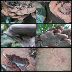 Ganoderma sp. "prop. applanatum/australe"•&copy; Maimon Hussin•All Rights Reserved