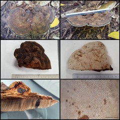 Ganoderma sp. "prop. applanatum/australe"•&copy; Maimon Hussin•All Rights Reserved