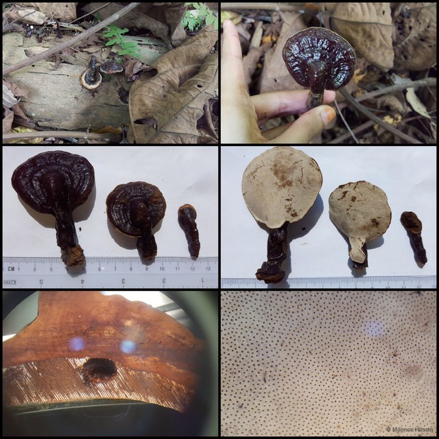 Ganoderma chalceum•&copy; Maimon Hussin•All Rights Reserved