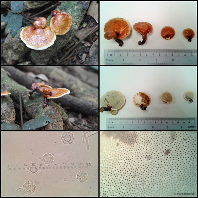 Ganoderma (Ganoderma) lucidum•&copy; Maimon Hussin•All Rights Reserved