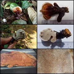 Ganoderma (Ganoderma) lucidum•&copy; Maimon Hussin•All Rights Reserved