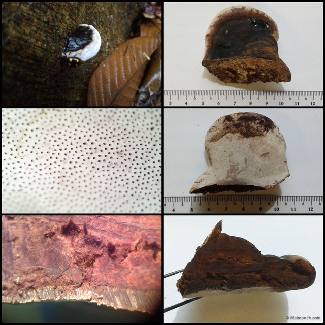 Ganoderma (Ganoderma) tropicum•&copy; Maimon Hussin•All Rights Reserved