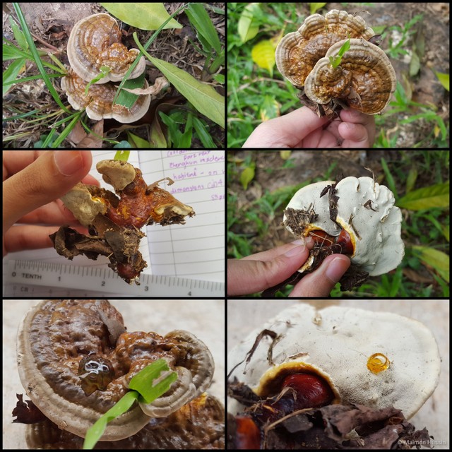 Ganoderma (Ganoderma) weberianum•&copy; Maimon Hussin•All Rights Reserved