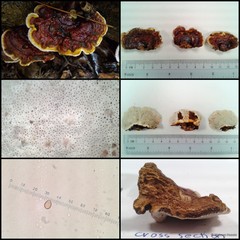 Ganoderma (Ganoderma) weberianum•&copy; Maimon Hussin•All Rights Reserved