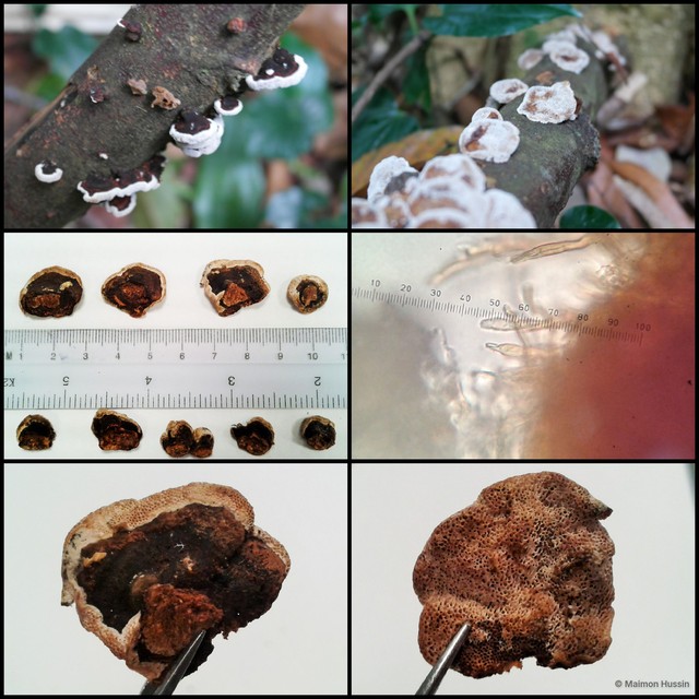 Microporus sp. "1"•&copy; Maimon Hussin•All Rights Reserved