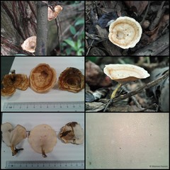 Microporus xanthopus•&copy; Maimon Hussin•All Rights Reserved