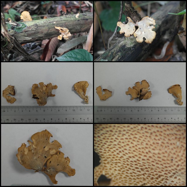 Polyporus sp. "1"•&copy; Maimon Hussin•All Rights Reserved