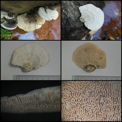 Trametes elegans•&copy; Maimon Hussin•All Rights Reserved