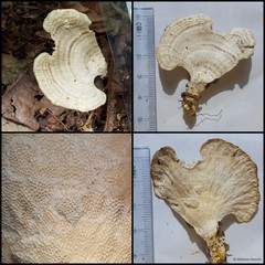 Trametes elegans•&copy; Maimon Hussin•All Rights Reserved