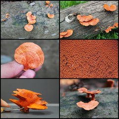 Trametes sanguinea•&copy; Maimon Hussin•All Rights Reserved