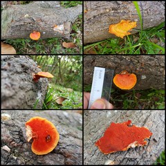 Trametes sanguinea•&copy; Maimon Hussin•All Rights Reserved