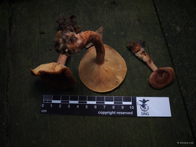 Lactarius sp. "1"•&copy; Serena Lee•All Rights Reserved