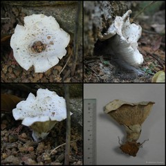 Russula sp. "1"•&copy; Maimon Hussin•All Rights Reserved