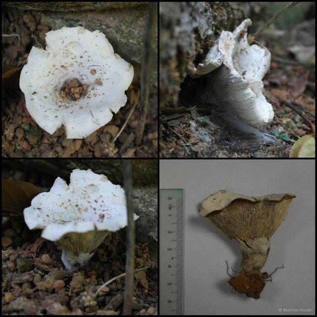 Russula sp. "1"•&copy; Maimon Hussin•All Rights Reserved