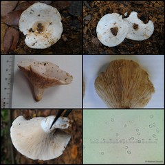 Russula sp. "1"•&copy; Maimon Hussin•All Rights Reserved