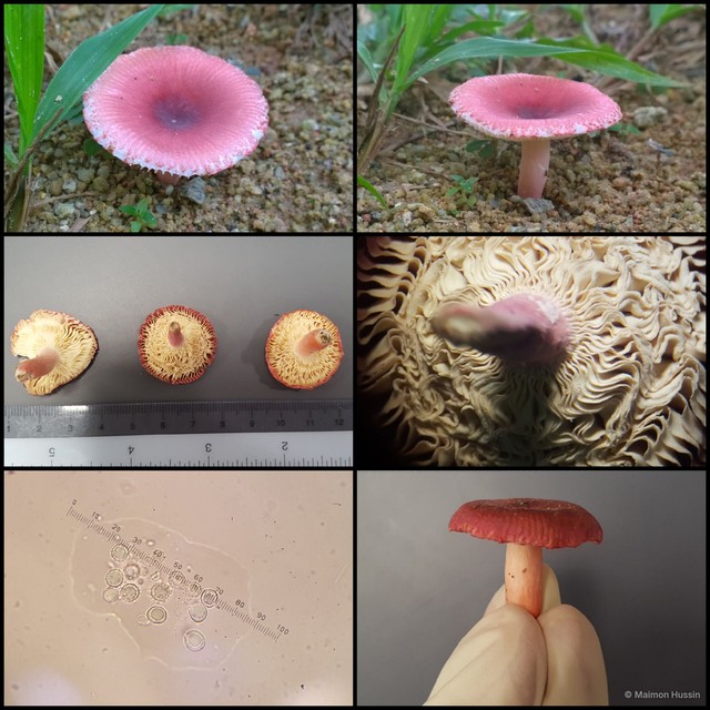 Russula sp. "2"•&copy; Maimon Hussin•All Rights Reserved