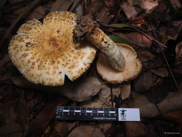 Russula (Heterophyllidiae) fragrantissima•&copy; Serena Lee•All Rights Reserved