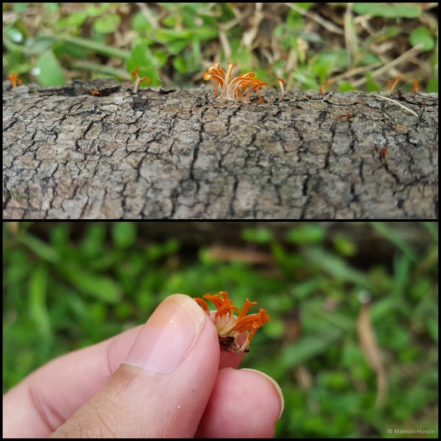 Calocera sp. "1"•&copy; Maimon Hussin•All Rights Reserved