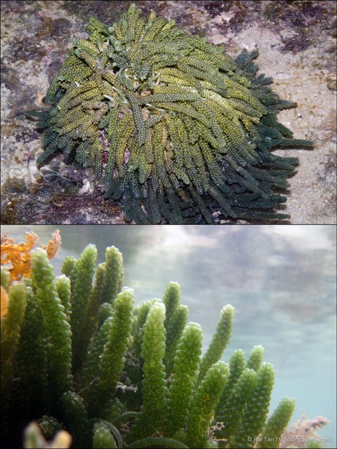 Caulerpa lentillifera•&copy; Ria Tan•All Rights Reserved