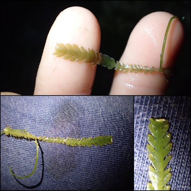 Caulerpa mexicana•&copy; Yeoh Yi Shuen•All Rights Reserved