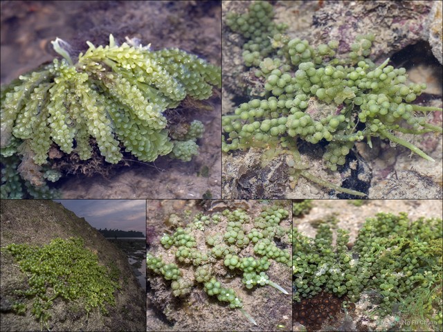 Caulerpa racemosa•&copy; Marcus Ng Fu Chuan•All Rights Reserved