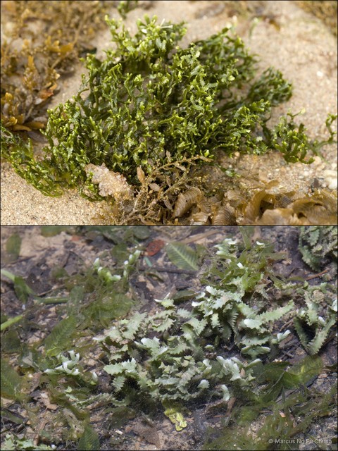 Caulerpa serrulata•&copy; Marcus Ng Fu Chuan•All Rights Reserved