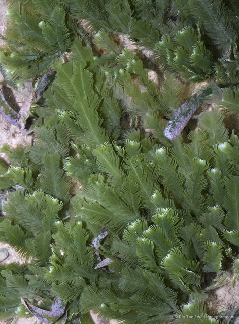 Caulerpa sertularioides•&copy; Ria Tan•All Rights Reserved