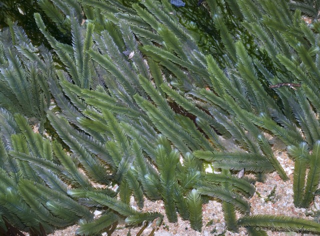 Caulerpa taxifolia•&copy; Ria Tan•All Rights Reserved