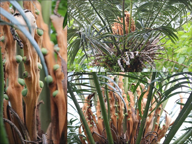Cycas edentata•&copy; Cerlin Ng•All Rights Reserved