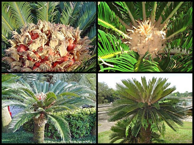 Cycas revoluta•&copy; Ong Kwan Han•All Rights Reserved