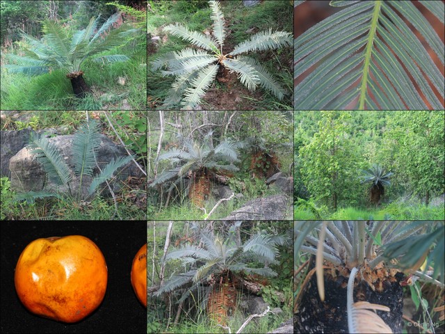 Cycas siamensis•&copy; Cerlin Ng•All Rights Reserved