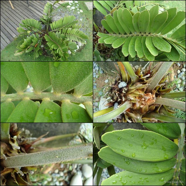 Zamia furfuracea•&copy; Ong Kwan Han•All Rights Reserved