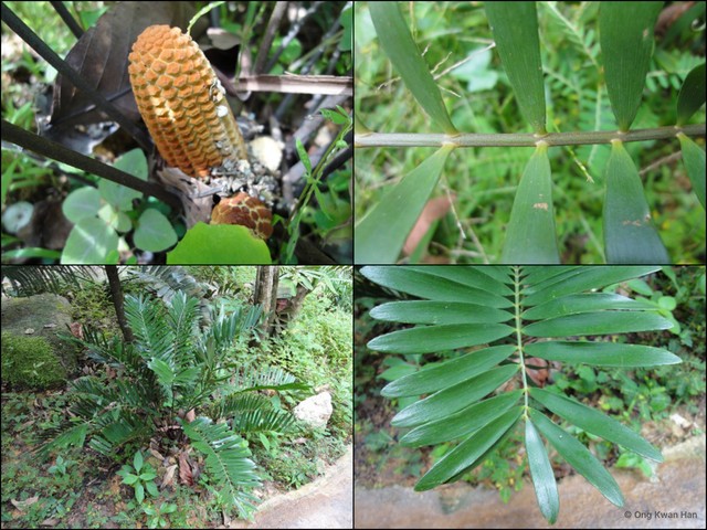 Zamia pumila•&copy; Ong Kwan Han•All Rights Reserved