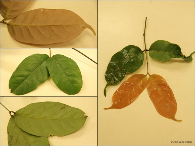 Gnetum macrostachyum•&copy; Ang Wee Foong•All Rights Reserved