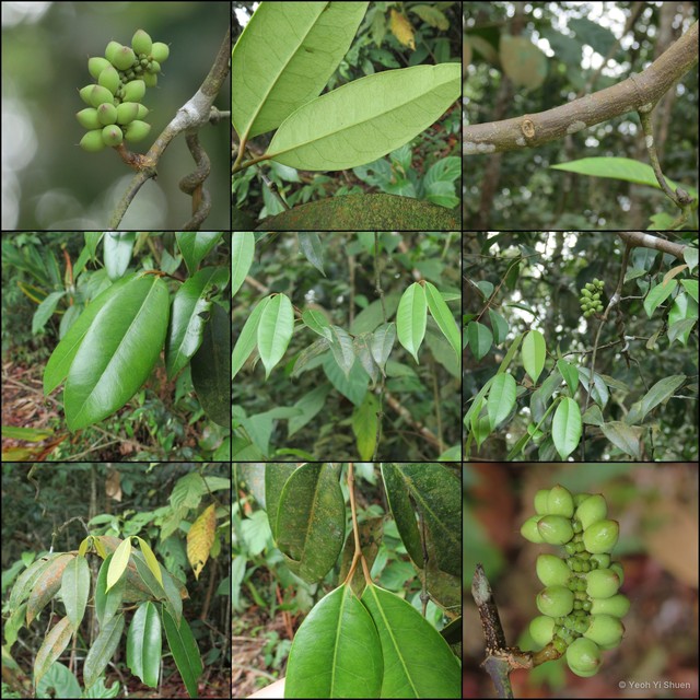 Gnetum microcarpum•&copy; Yeoh Yi Shuen•All Rights Reserved