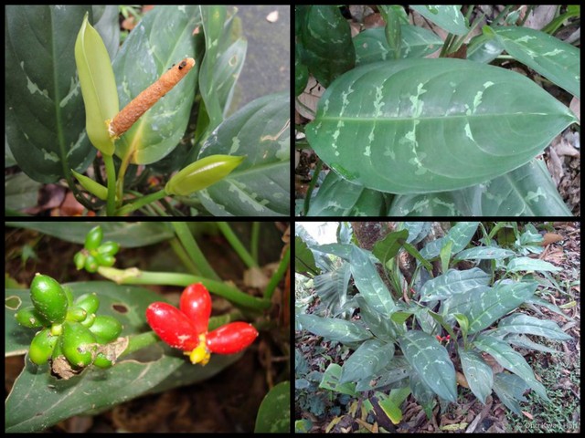 Aglaonema commutatum•&copy; Ong Kwan Han•All Rights Reserved