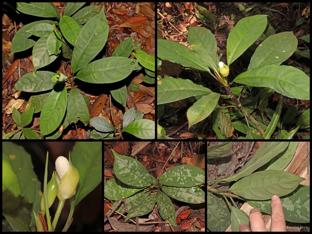 Aglaonema nebulosum•&copy; Louise Neo•All Rights Reserved
